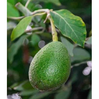 Avocatier : Persea americana var. Fuerte (De greffe)