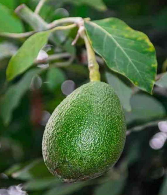 Avocatier : Persea americana var. Fuerte (De greffe)