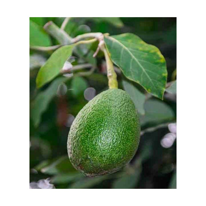 Avocatier : Persea americana var. Fuerte (De greffe)