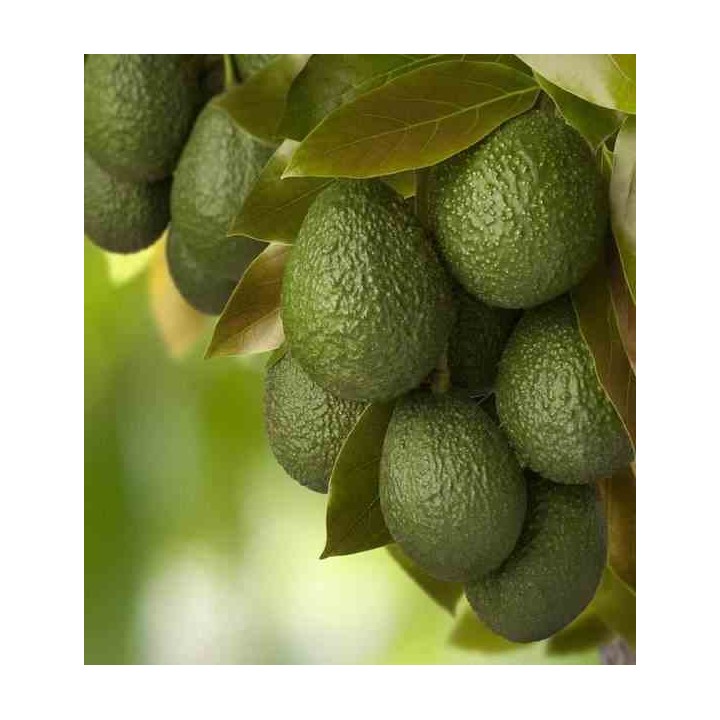 Avocatier : Persea americana var. Hass (De greffe)