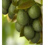 Avocatier : Persea americana var. Hass (De greffe)