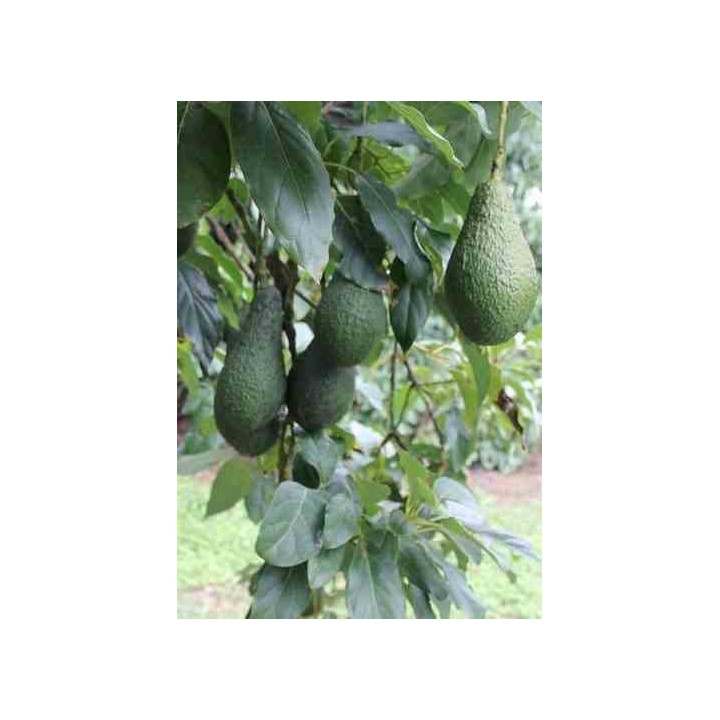Avocatier : Persea americana var. pinkerton (De greffe)
