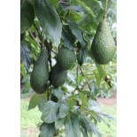 Avocatier : Persea americana var. pinkerton (De greffe)
