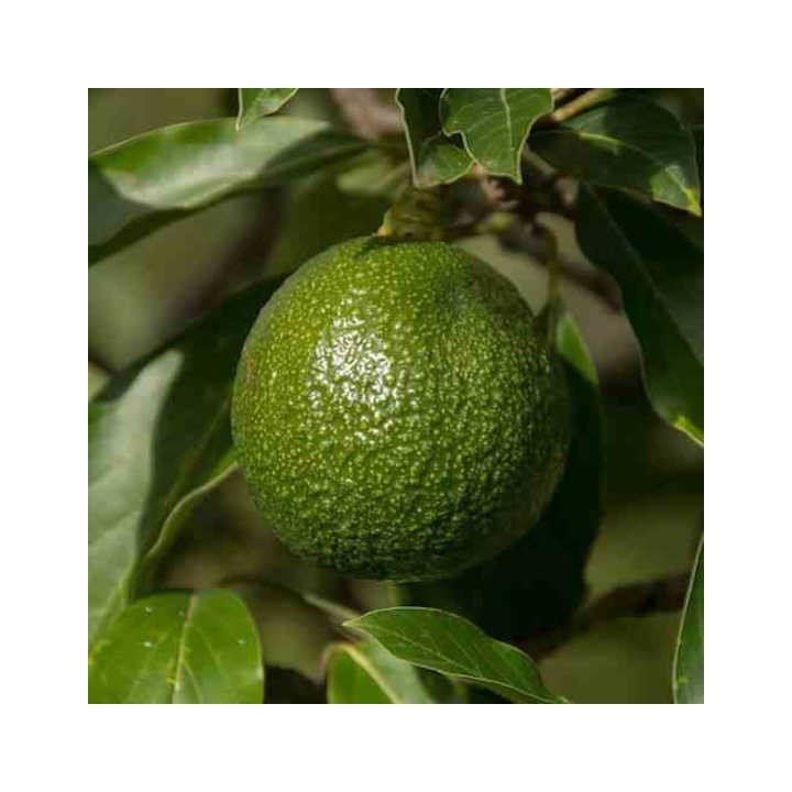 Avocatier : Persea americana var. roseau (De greffe)