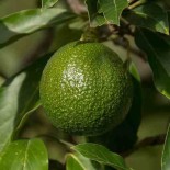 Avocatier : Persea americana var. roseau (De greffe)
