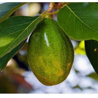 Avocatier : Persea americana var. zutano (De greffe)