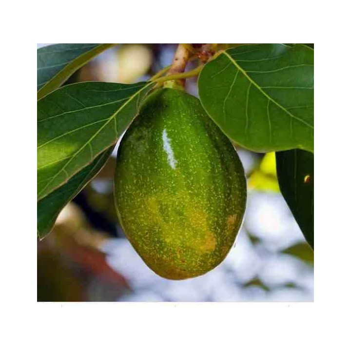 Avocatier : Persea americana var. zutano (De greffe)