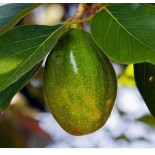 Avocatier : Persea americana var. zutano (De greffe)