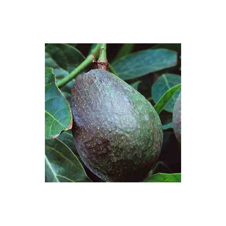 Avocatier : Persea americana var.topa topa (De greffe)