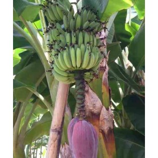 Bananier Musa acuminata cv. Cavendish super nain