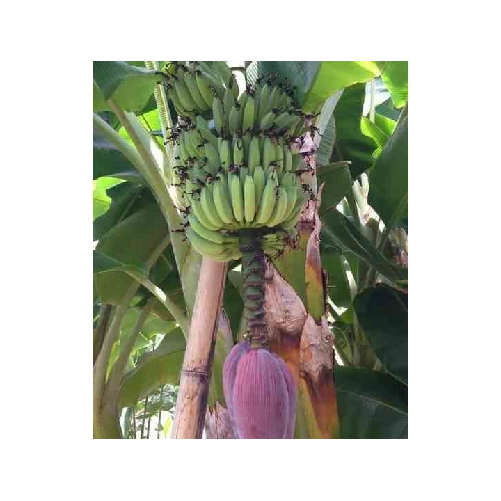 Bananier Musa acuminata cv. Cavendish super nain
