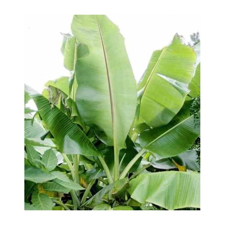 Bananier Musa sikkimensis