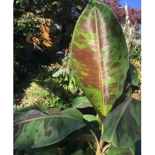 Bananier Musa sikkimensis