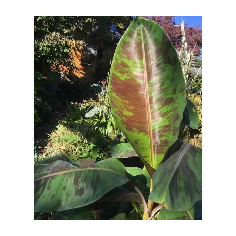 Bananier Musa sikkimensis