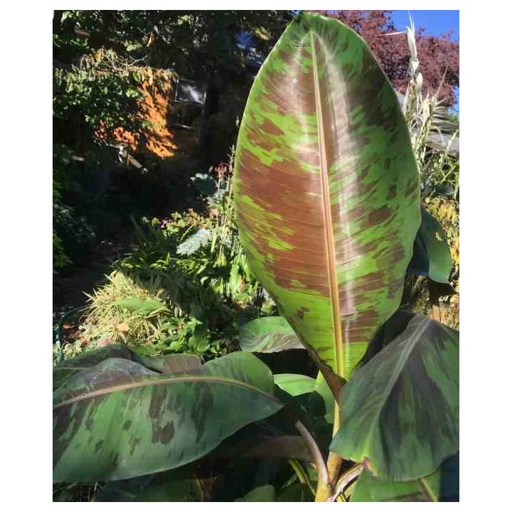 Bananier Musa sikkimensis