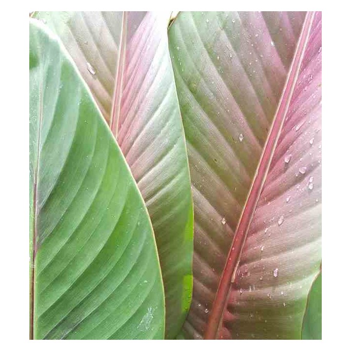 Bananier Musa sikkimensis