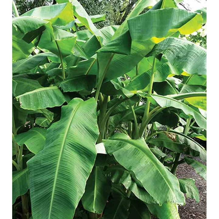 Musa basjoo sp. Sapporo (Bananier rustique)