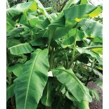 Musa basjoo sp. Sapporo (Bananier rustique)