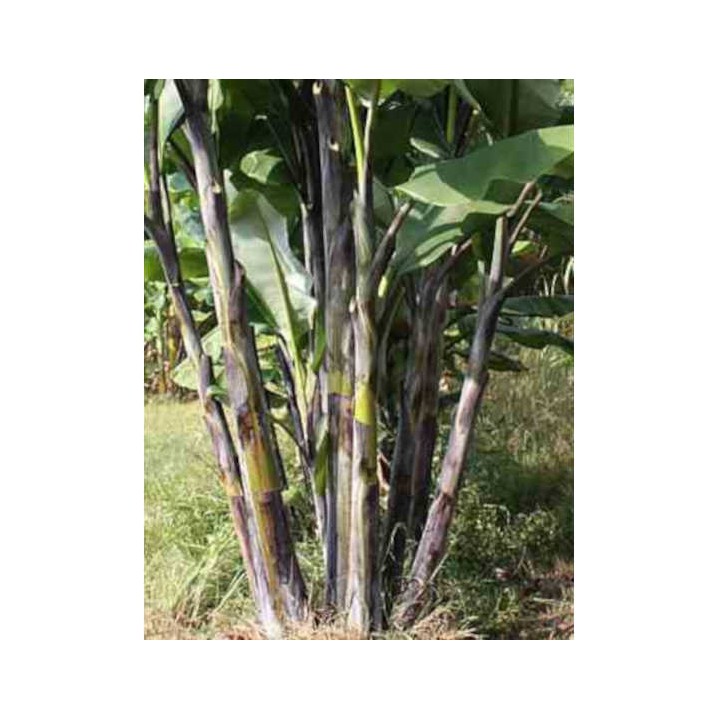 Musa nagensium (bananier à tronc violet)