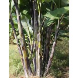 Musa nagensium (bananier à tronc violet)