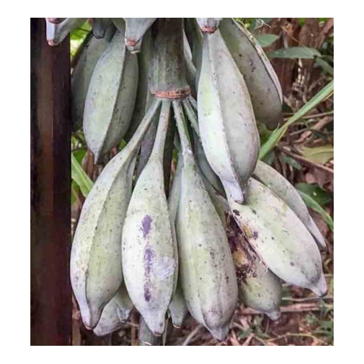 Musa nagensium (bananier à tronc violet)