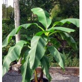 Musa dajiao (banane comestible)
