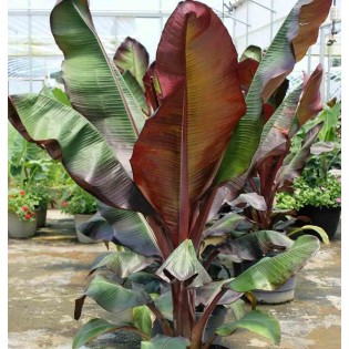 Ensete ventricosum Maurelii (Bananier rouge d'Abyssinie)