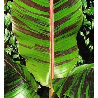 Bananier Musa sikkimensis cv. "tigre rouge" (manipour)