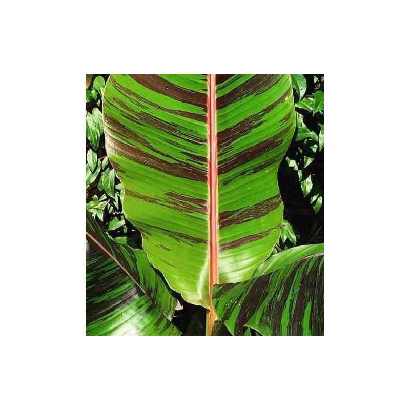 Bananier Musa sikkimensis cv. "tigre rouge" (manipour)