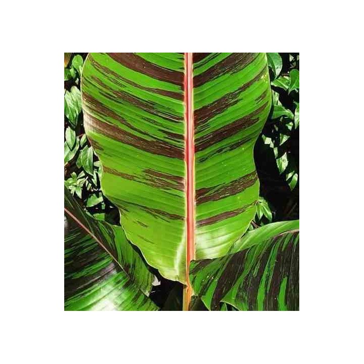 Bananier Musa sikkimensis cv. "tigre rouge" (manipour)