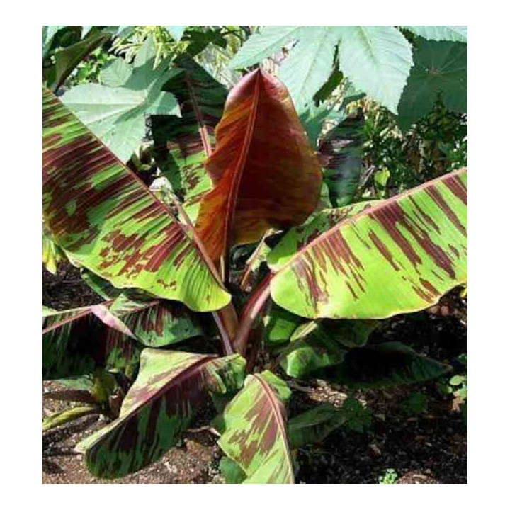 Bananier Musa sikkimensis cv. "tigre rouge" (manipour)