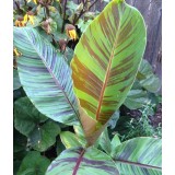 Bananier Musa sikkimensis cv. "tigre rouge" (manipour)