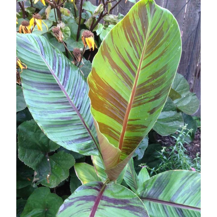 Bananier Musa sikkimensis cv. "tigre rouge" (manipour)
