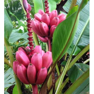 Bananier Musa velutina