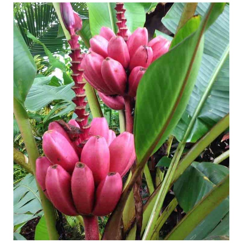 Bananier Musa velutina