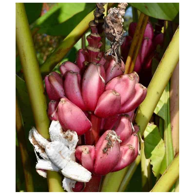 Bananier Musa velutina