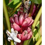 Bananier Musa velutina