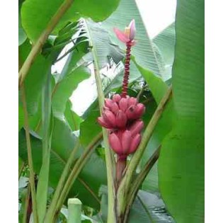 Bananier Musa velutina