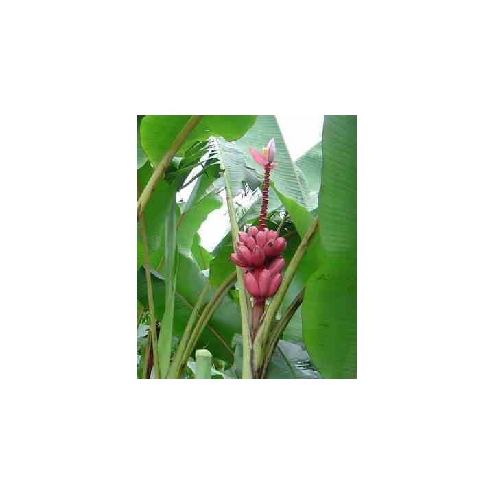 Bananier Musa velutina