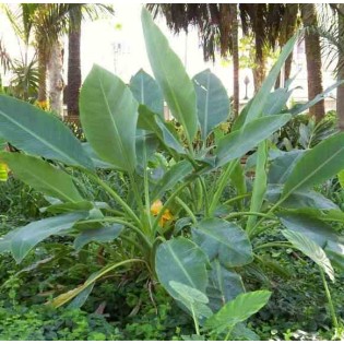 Musella lasiocarpa (bananier Lotus d'or)