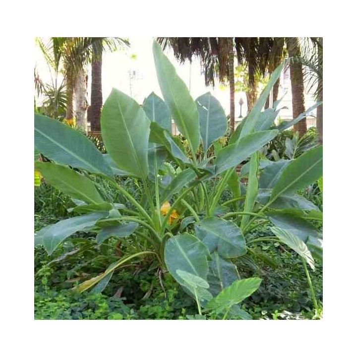 Musella lasiocarpa (bananier Lotus d'or)