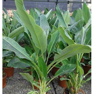 Musella lasiocarpa (bananier Lotus d'or)