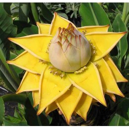 Musella lasiocarpa (bananier Lotus d'or)