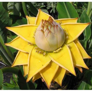 Musella lasiocarpa (bananier Lotus d'or)