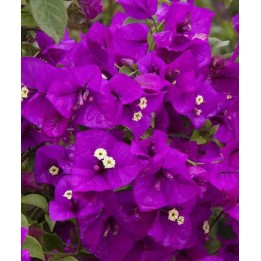 Bougainvillier glabra (bougainvillier)