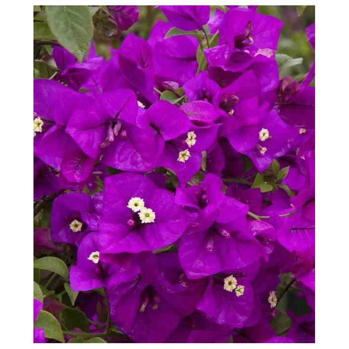 Bougainvillier glabra (bougainvillier)