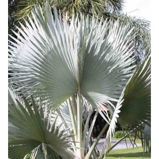 Bismarckia nobilis (Palmier de Bismarck)