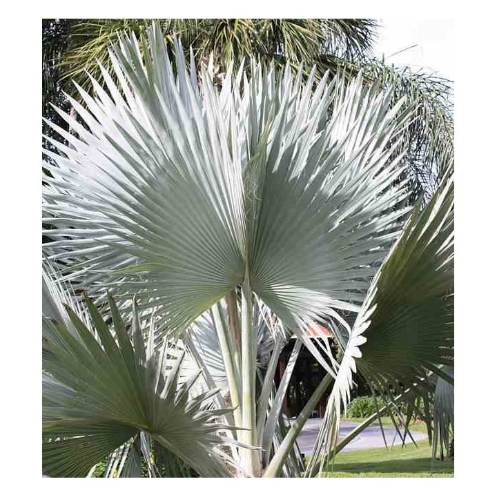 Bismarckia nobilis (Palmier de Bismarck)