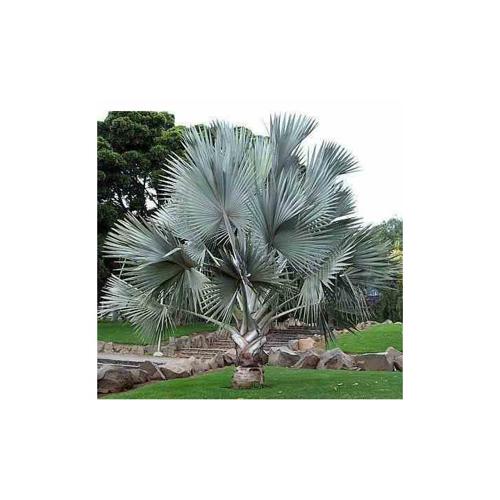 Bismarckia nobilis (Palmier de Bismarck)
