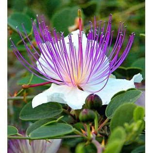 Capparis spinosa (caprier)